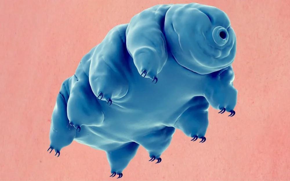 水熊虫寿命多少年