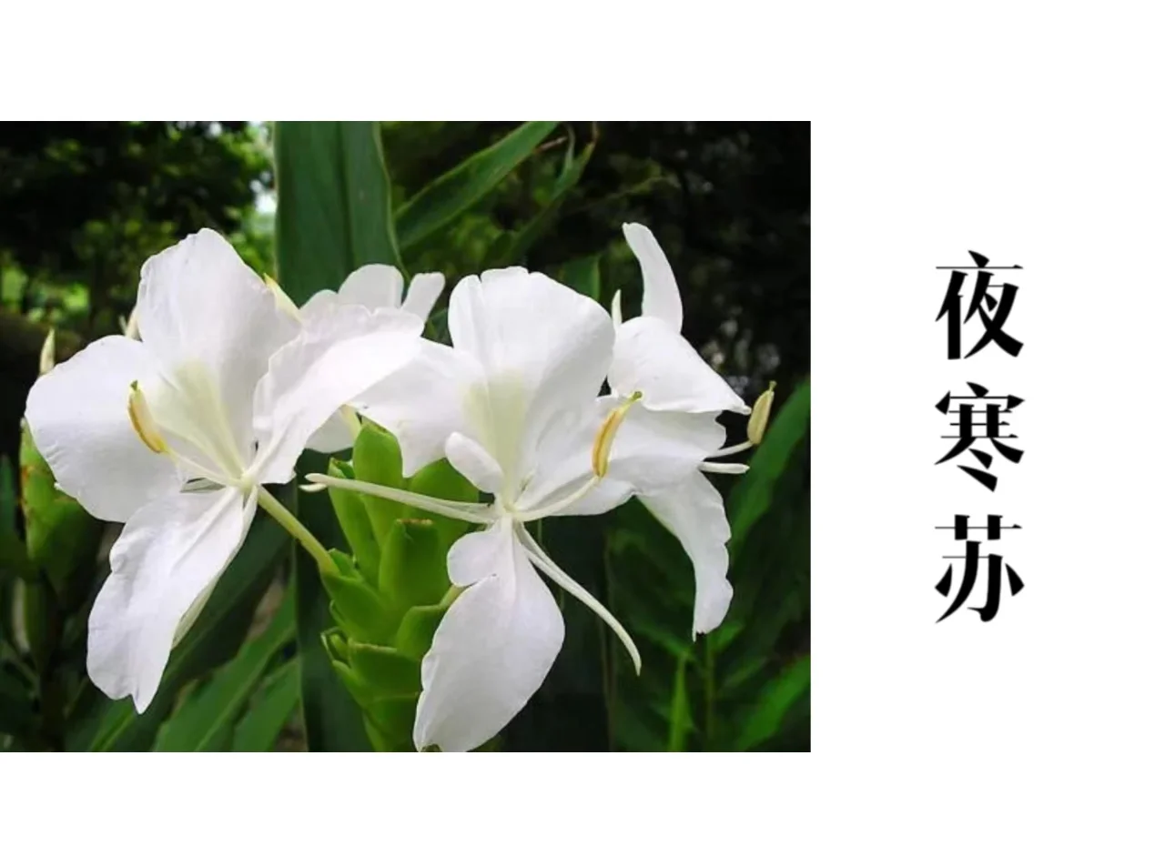 科普展现:马别称及美名（马的别称及美名）