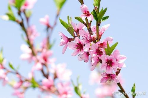 桃花村里桃花运