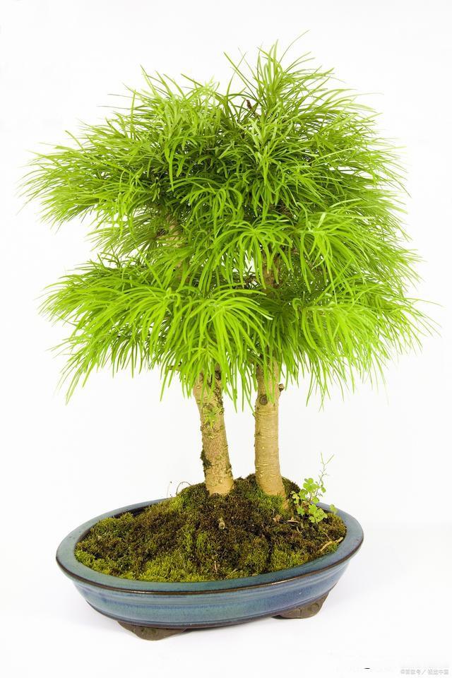 办公室风水植物
