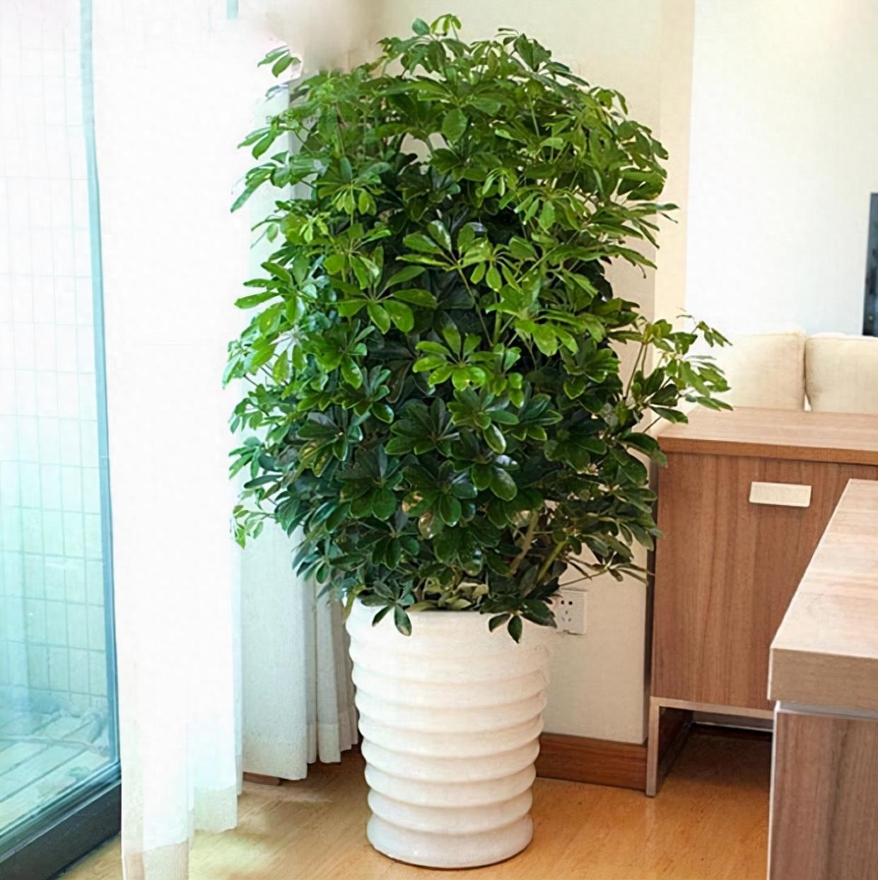 客厅招财旺宅植物