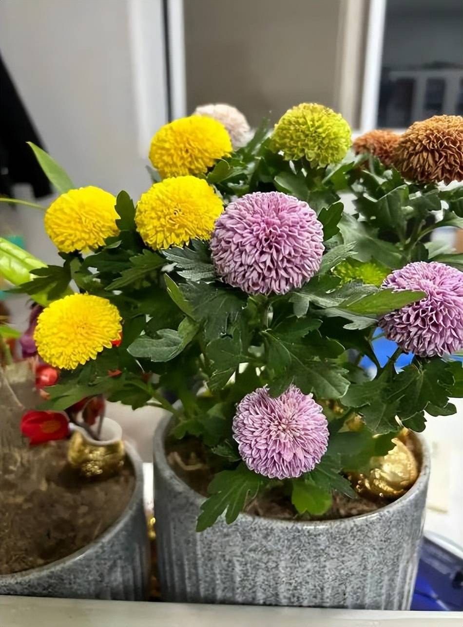 家里种菊花好吗