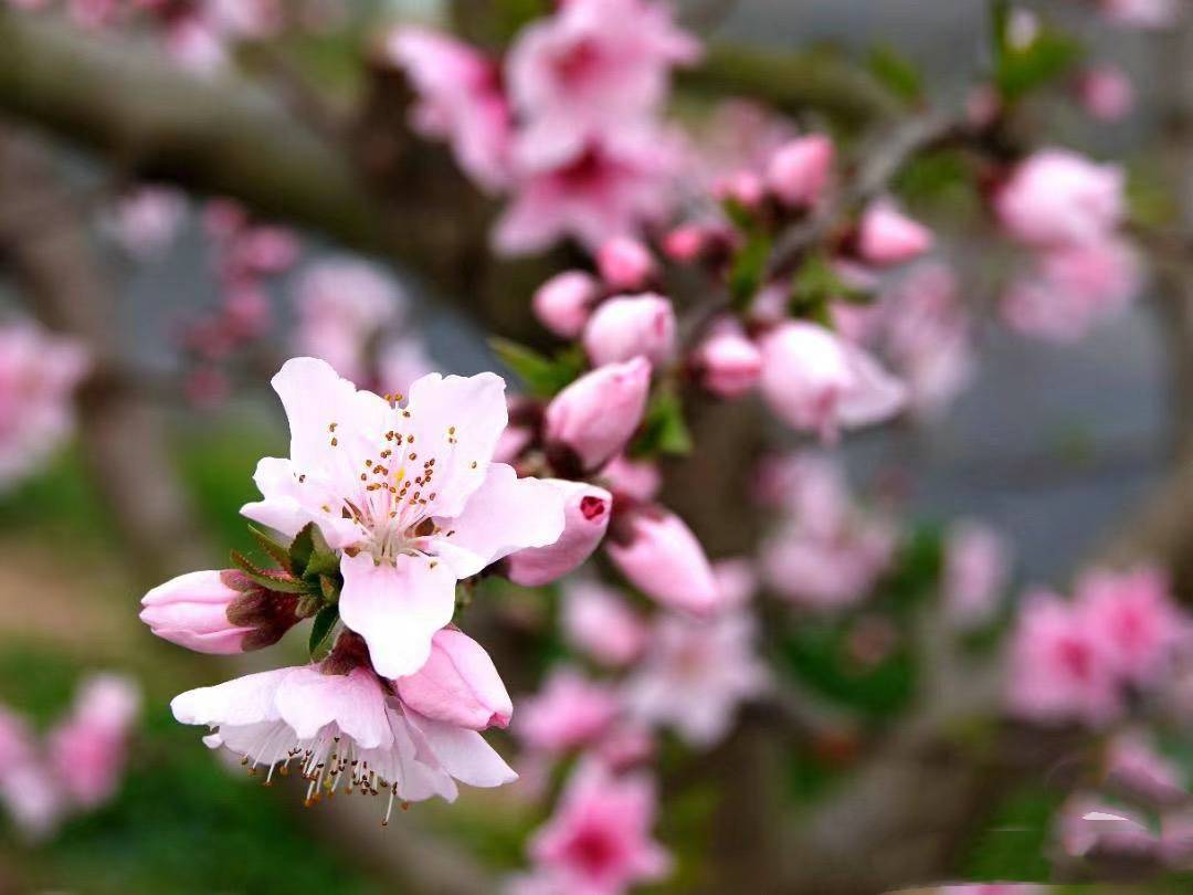 科普展现:卧室桃花风水局（卧室桃花位图解）