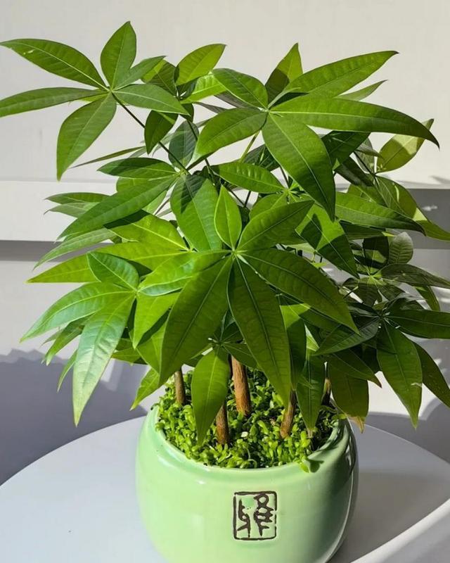 科普展现:哪些花镇宅厉害（啥花镇宅辟邪）