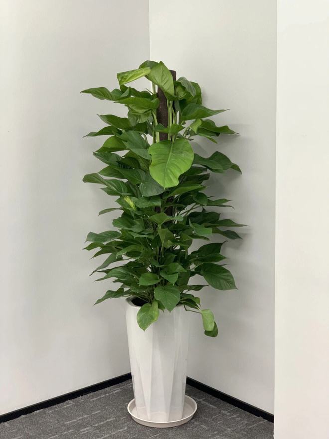 办公室绿植风水