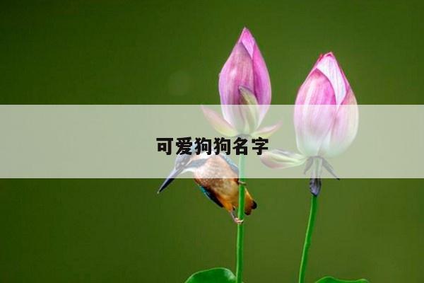 可爱狗狗名字