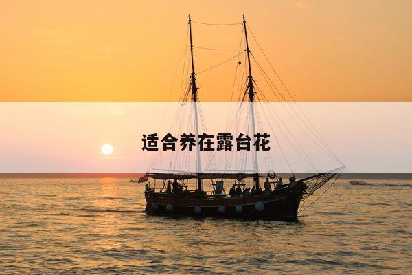适合养在露台花