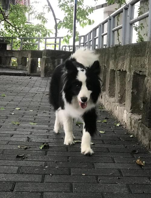 来到这个世上,狗狗死后多久可以投胎重新来到这个世上